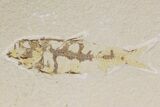 Two Detailed Fossil Fish (Knightia) - Wyoming #177322-1